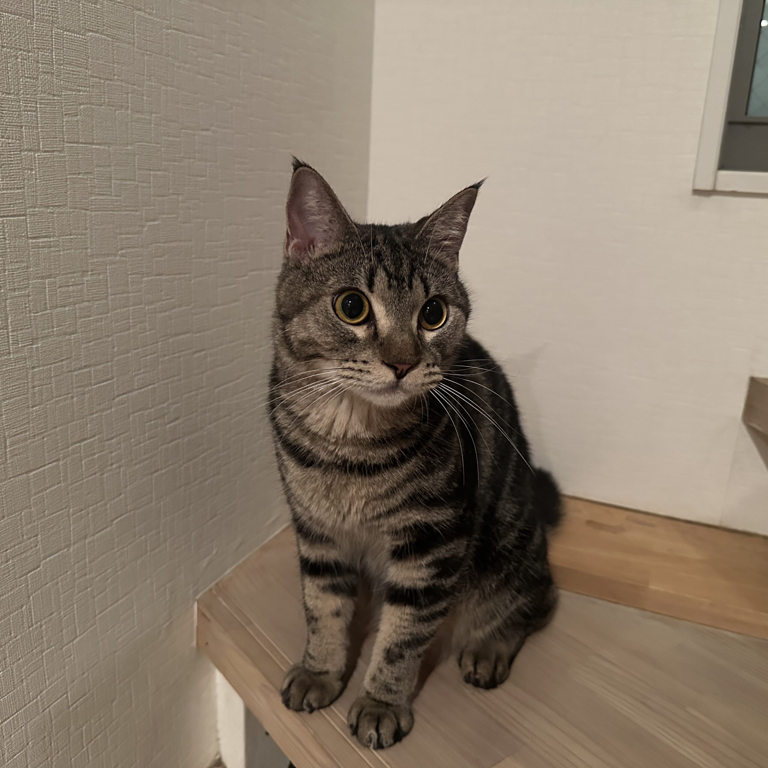 リラックスアイテム